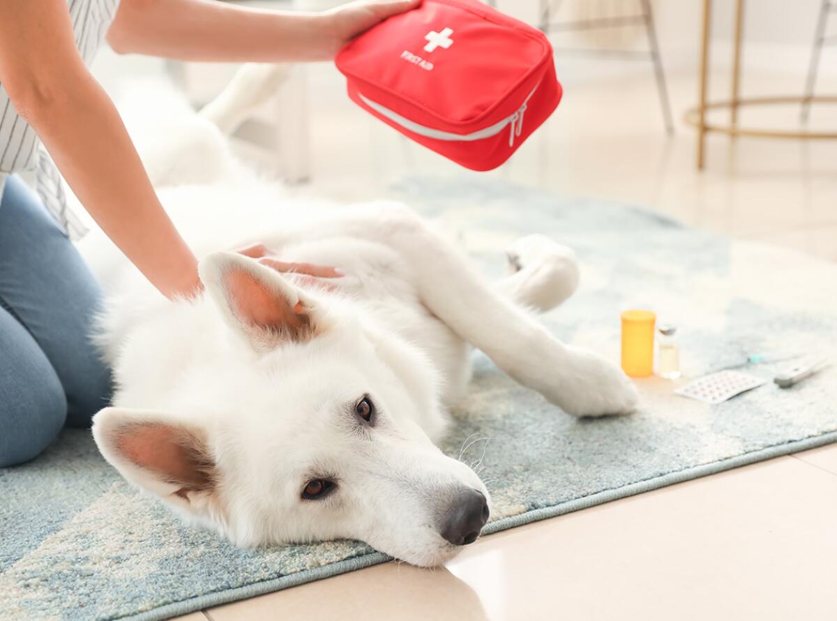 Dog with first-aid kit illustration